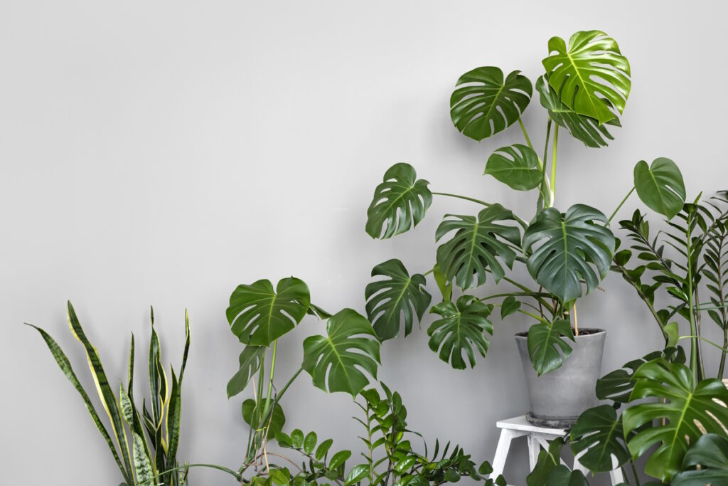 plantas
