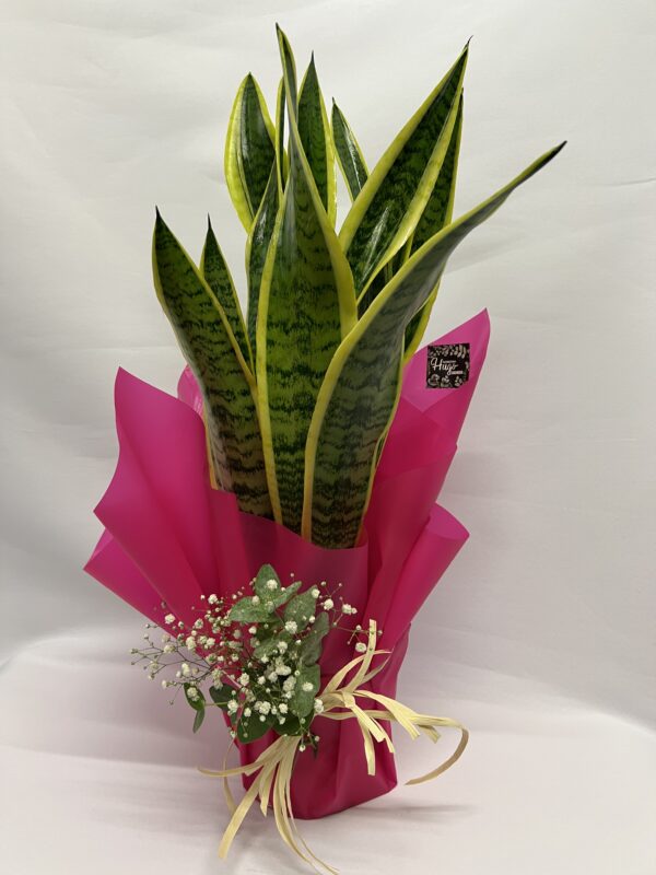 SANSEVIERIA