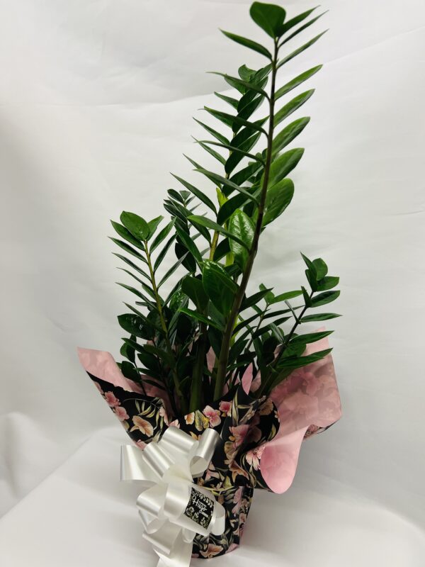 ZAMIOCULCAS