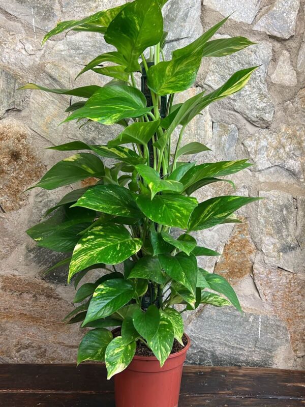 Pothos Mitja