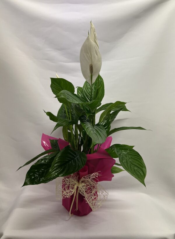 SPATHIPHYLLUM