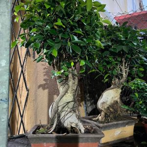 Arbol 1