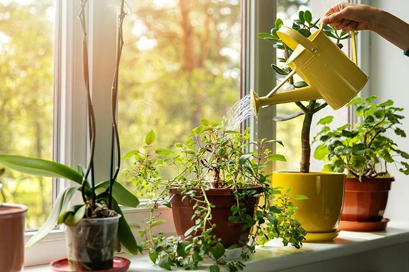 cuidar plantas verano