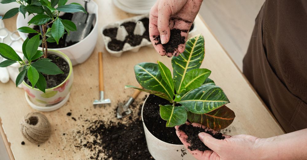 trasplantar planta recien comprada